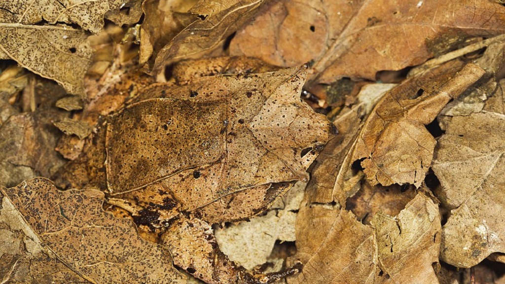 #RetoViral ¿Logras distinguir a los animales? - rana-hoja