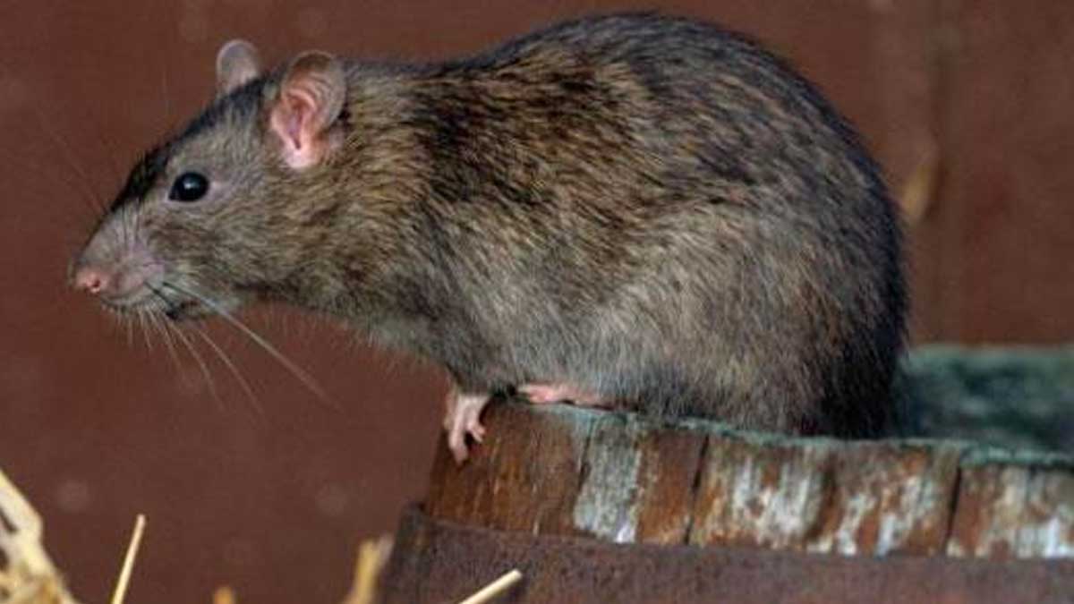 Primer caso de hepatitis E de los roedores en humanos