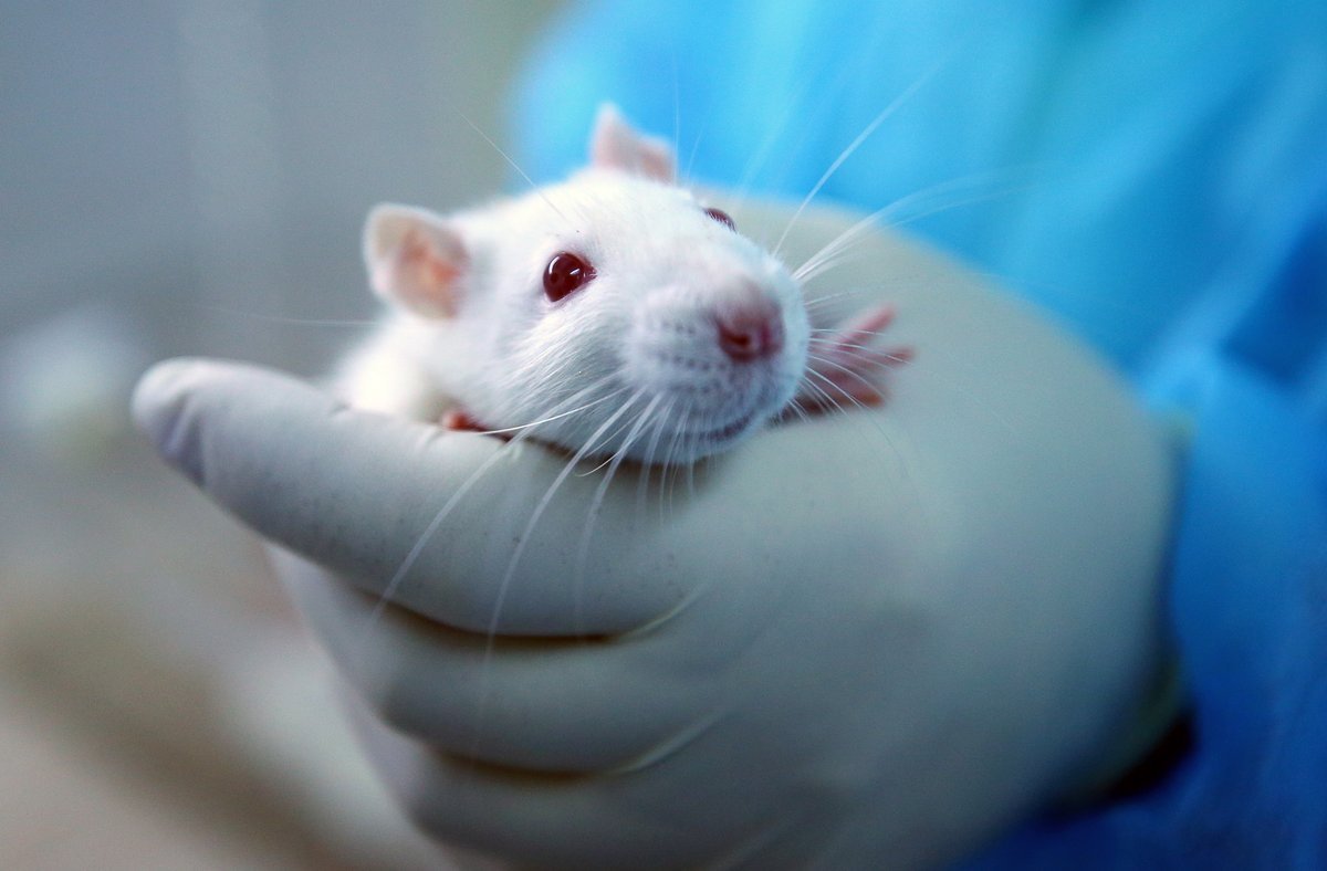 Primer caso de hepatitis E de los roedores en humanos - ratas