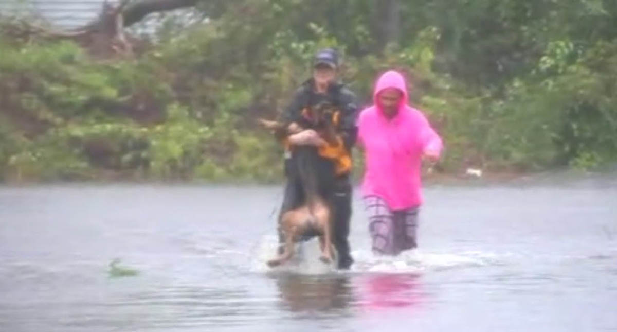 #Video Reportera deja transmisión para salvar a perro de Florence - reportera-deja-transmision-en-vivo-para-salvar-a-perro-de-florence