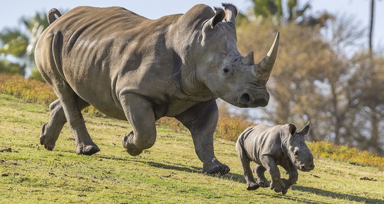 Animales que ya no se encuentran en peligro de extinción - rino