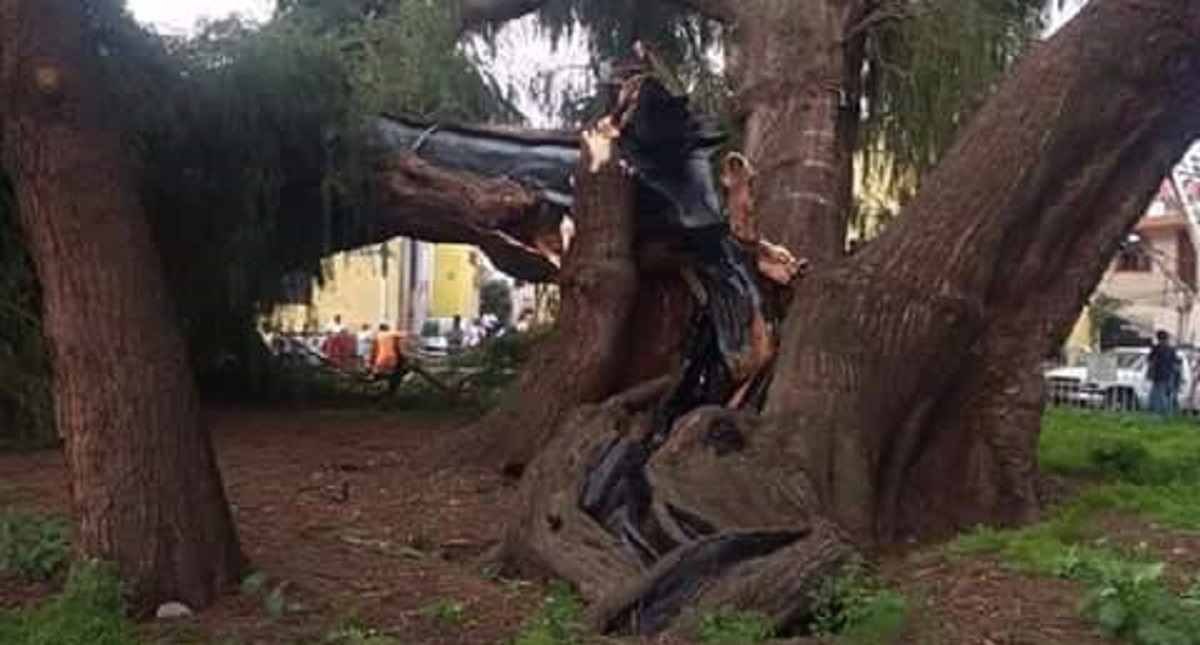 Colapsa ahuehuete de 400 años en Xochimilco - sabino-de-san-juan-xochimilco