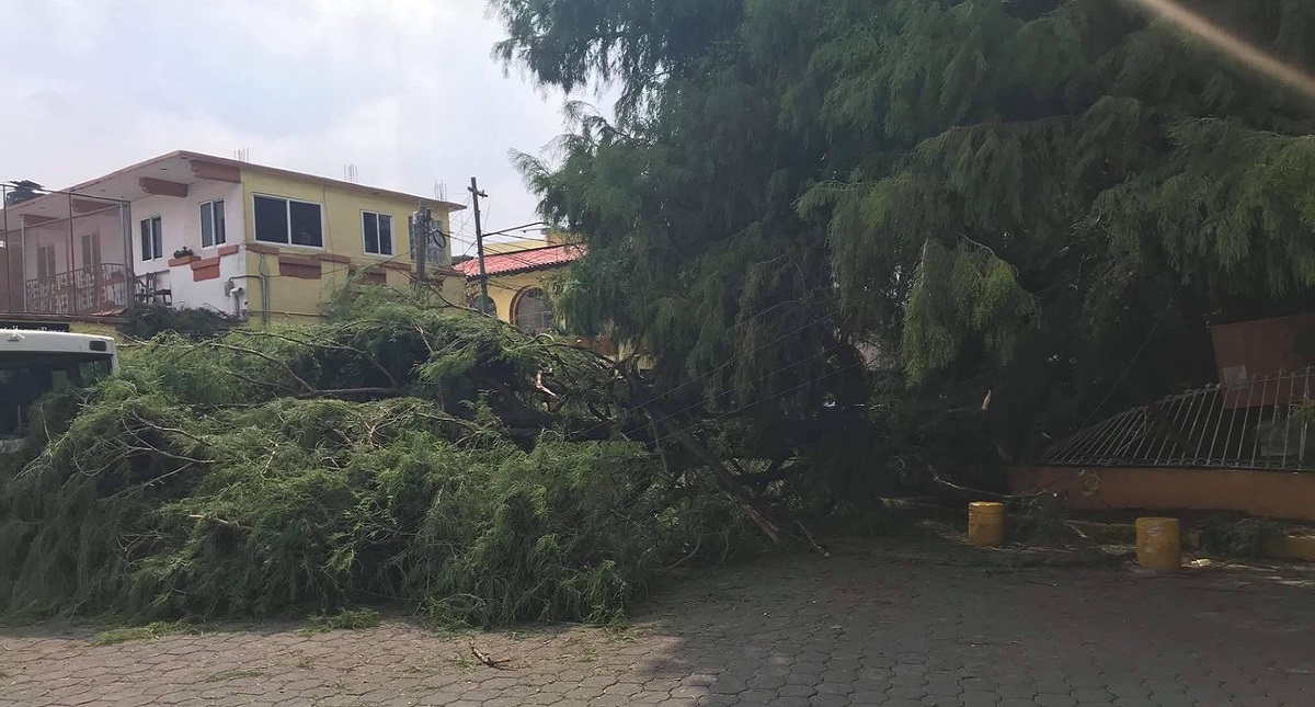 Colapsa ahuehuete de 400 años en Xochimilco