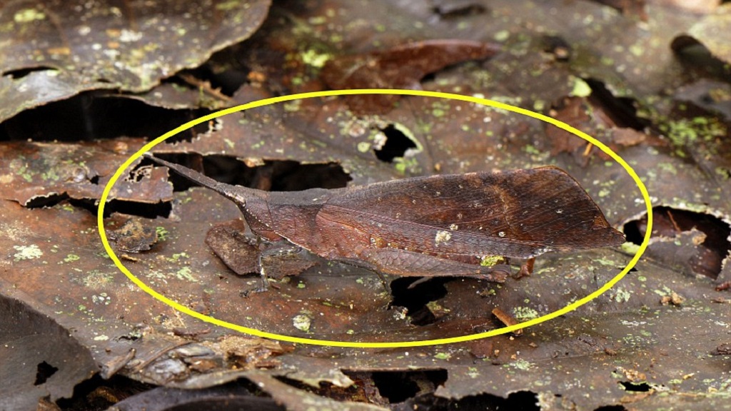 #RetoViral ¿Logras distinguir a los animales? - saltamontes-hoja-r