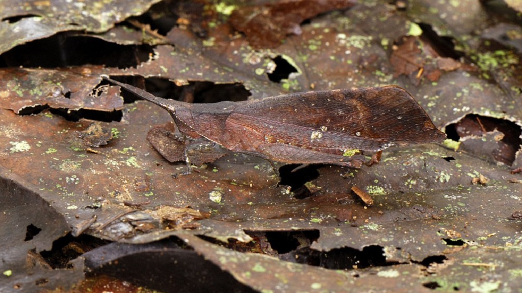 #RetoViral ¿Logras distinguir a los animales? - saltamontes-hoja