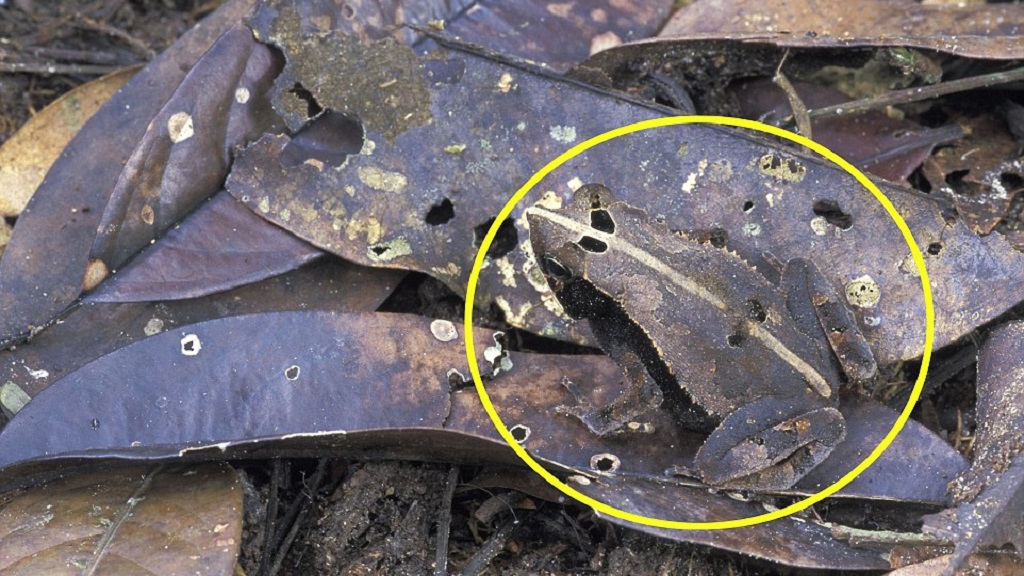 #RetoViral ¿Logras distinguir a los animales? - sapo-orejas-de-murcielago-r