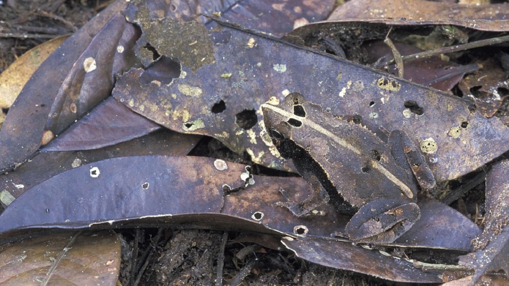 #RetoViral ¿Logras distinguir a los animales? - sapo-orejas-de-murcielago