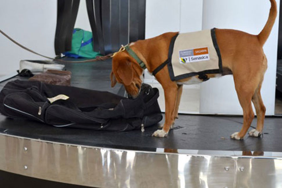 Despiden con honores a unidad canina de inspección sanitaria - senasica