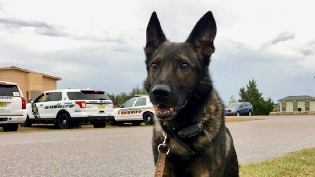 #Video Perro policía detiene a ladrón de autos en persecución - shep