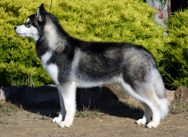 Arrestan a hombre por morder a su perro - siberian-husky