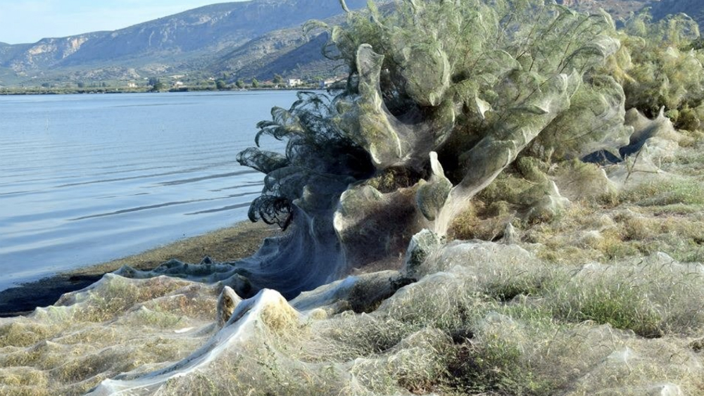 #Video Se forma telaraña gigante en Grecia