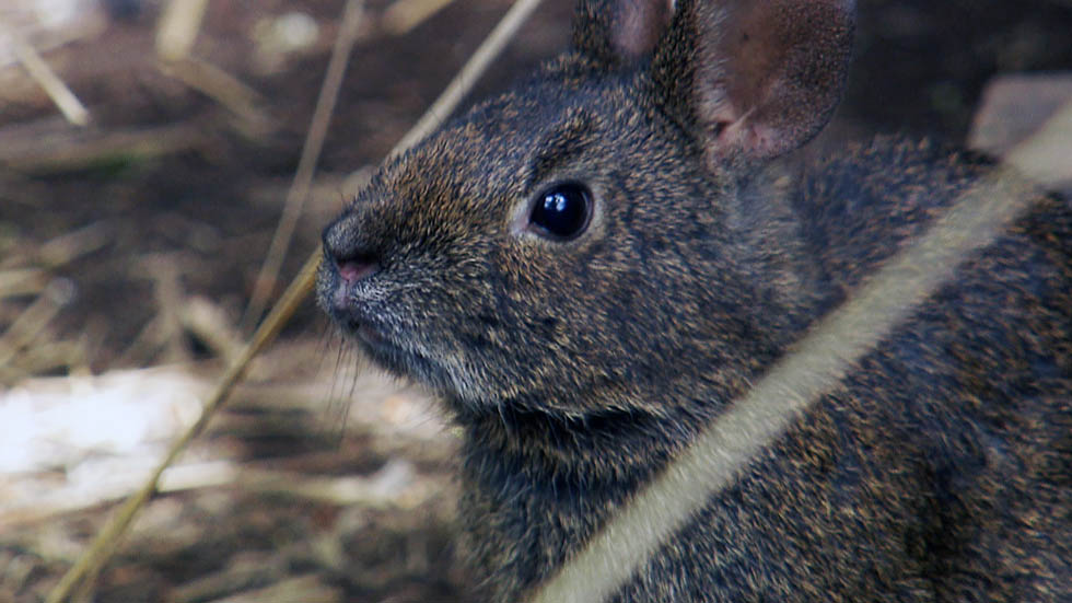 No se puede declarar extinto al teporingo en el Nevado de Toluca: Conanp