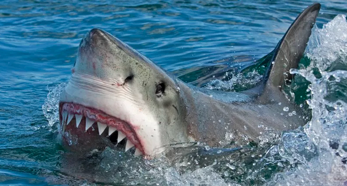 Tiburón mata a hombre en Estados Unidos