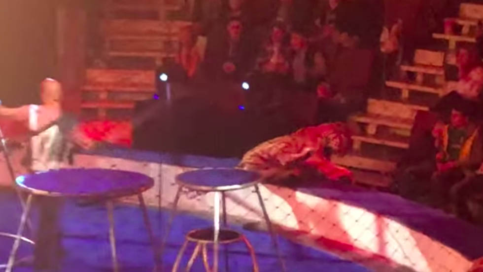 #Video Tigre convulsiona en circo ruso y le tiran agua encima