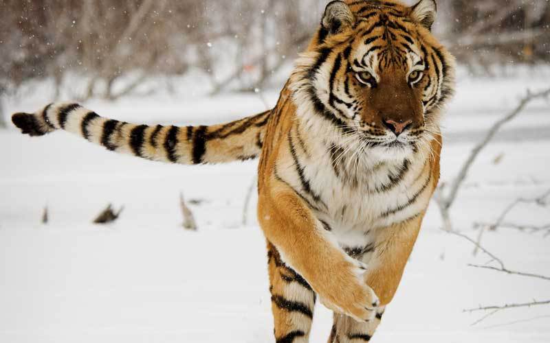 Animales que ya no se encuentran en peligro de extinción - tigre-siberiano
