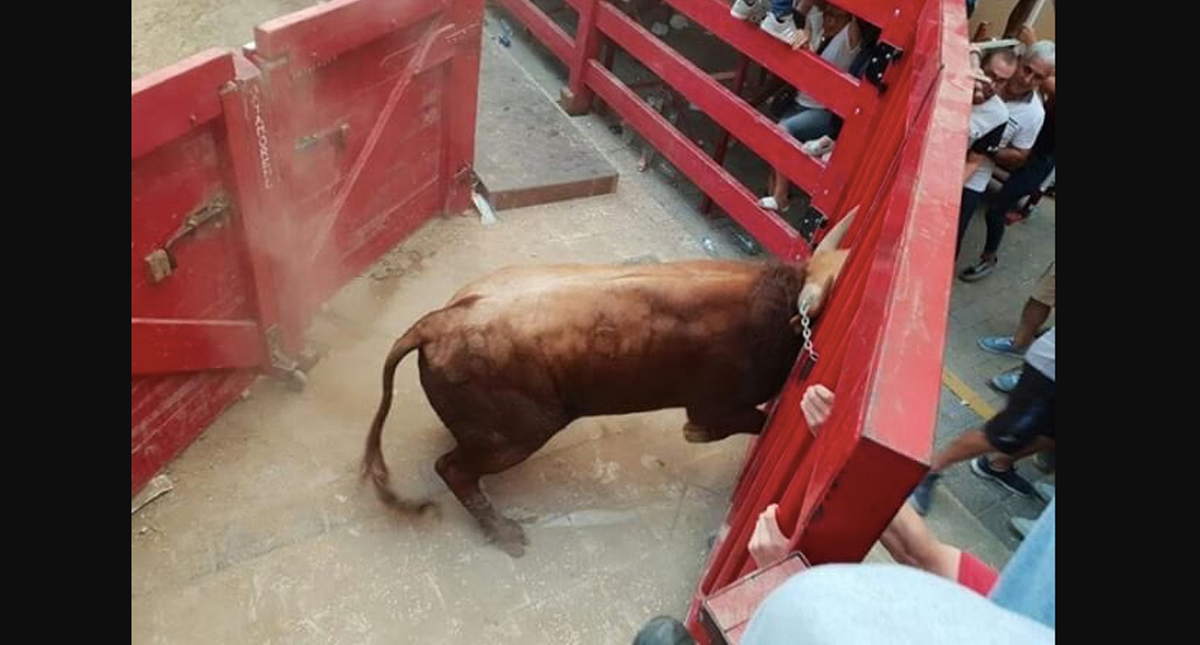 #Video Novillo escapa “volando” de plaza de toros