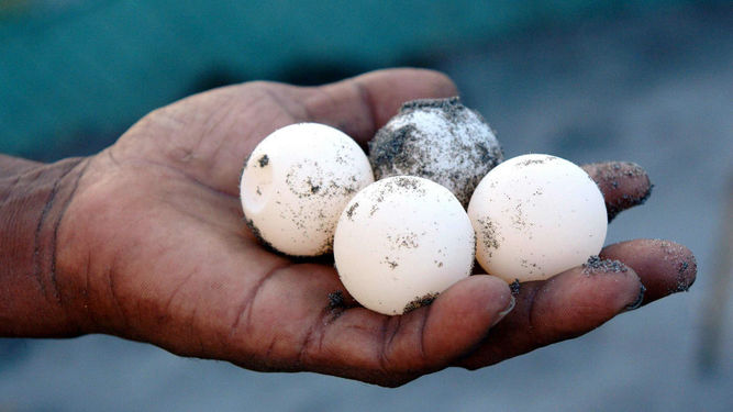 Aseguran mil huevos de tortuga en Oaxaca - tortuga
