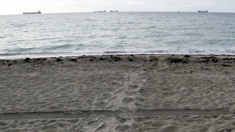 Profepa y Marina investigan muerte de tortugas en Guerrero - tortugas-guerrero