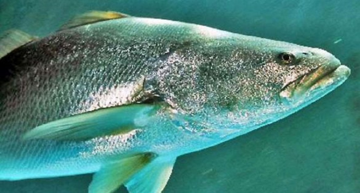 Ordenan liberación de "El parra" - totoaba