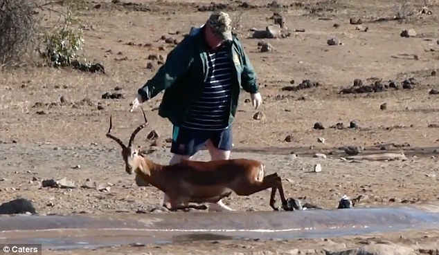 #Video Turista salva del ahogamiento a antílope en Sudáfrica - turista-salva-de-ahogamiento-a-antilope-en-sudafrica