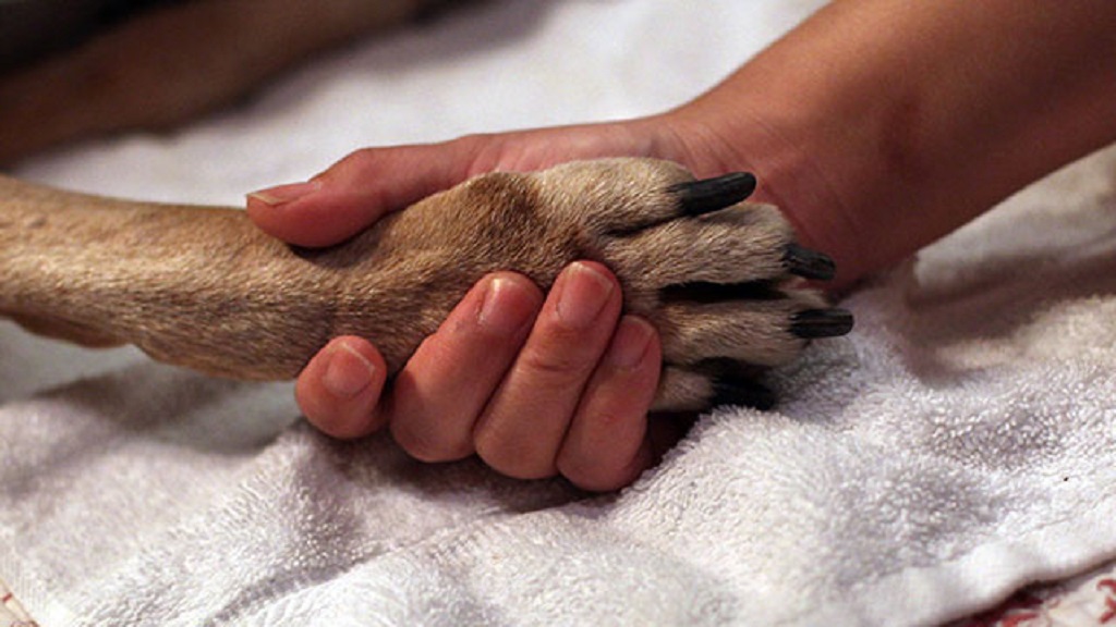 Veterinario explica en emotiva carta cómo actuar en eutanasia de mascotas - veterinario-explica-en-emotiva-carta-como-actuar-en-eutanasia-animal