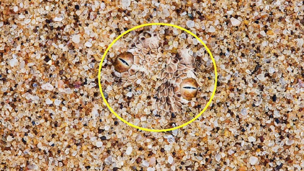 #RetoViral ¿Logras distinguir a los animales? - vibora-de-peringuey-r