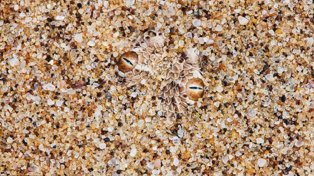 #RetoViral ¿Logras distinguir a los animales? - vibora-de-peringuey