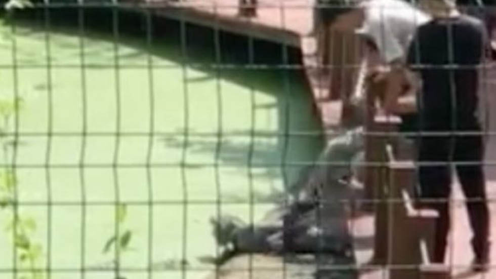 #Video Turista patea a cocodrilo en peligro de extinción en China