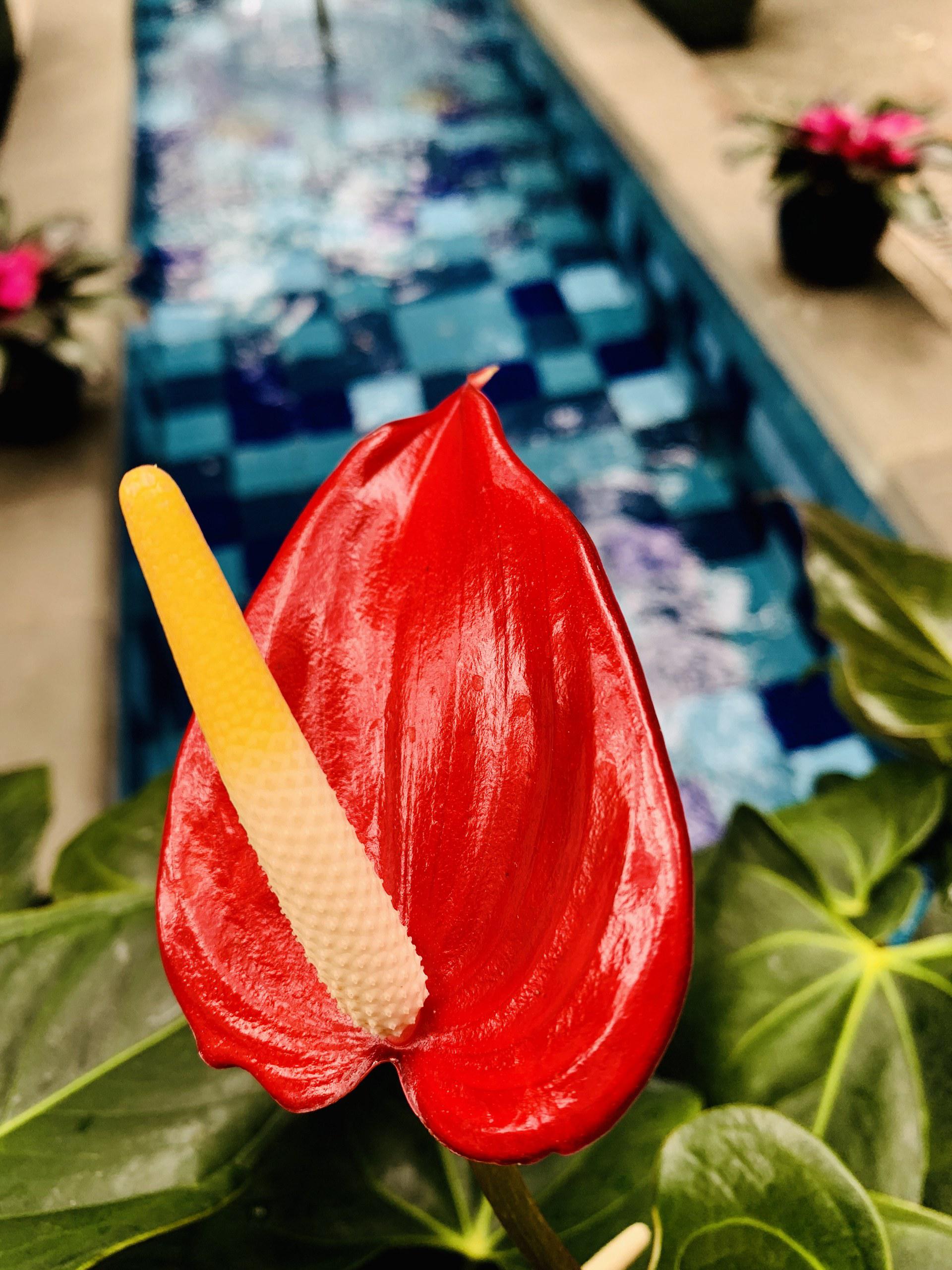 Exfotógrafo de la Casa Blanca revela primeras fotos tomadas con iPhone XS - wwwdailymailco-uk-0590-504dbca600000578-0-image-a-41-1537199791436