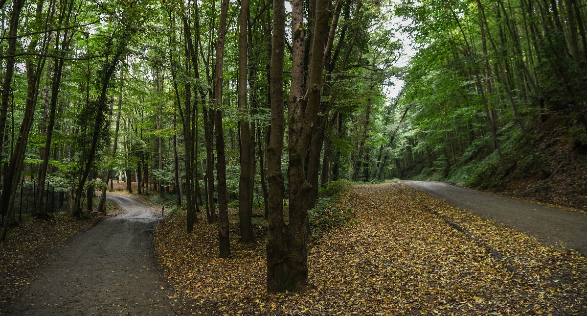 Amplían búsqueda de periodista saudí al bosque en Estambul