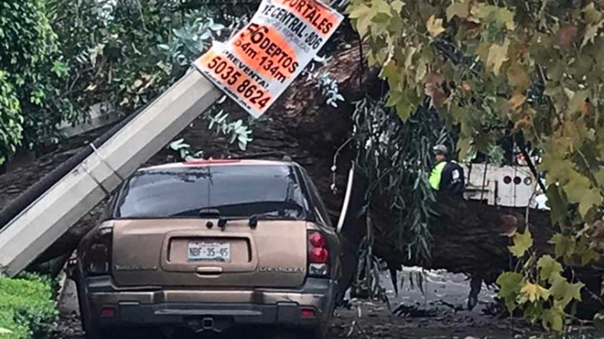 Árbol cae en la Del Valle y aplasta varios vehículos