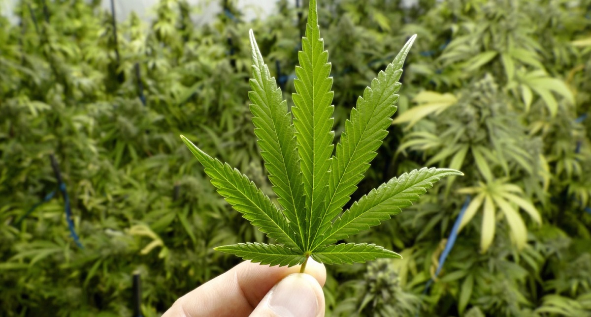 Genera SCJN jurisprudencia sobre uso recreativo de la mariguana