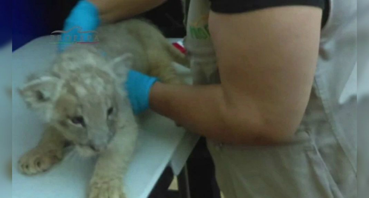 Aseguran a cachorro de león en Aeropuerto de Tijuana