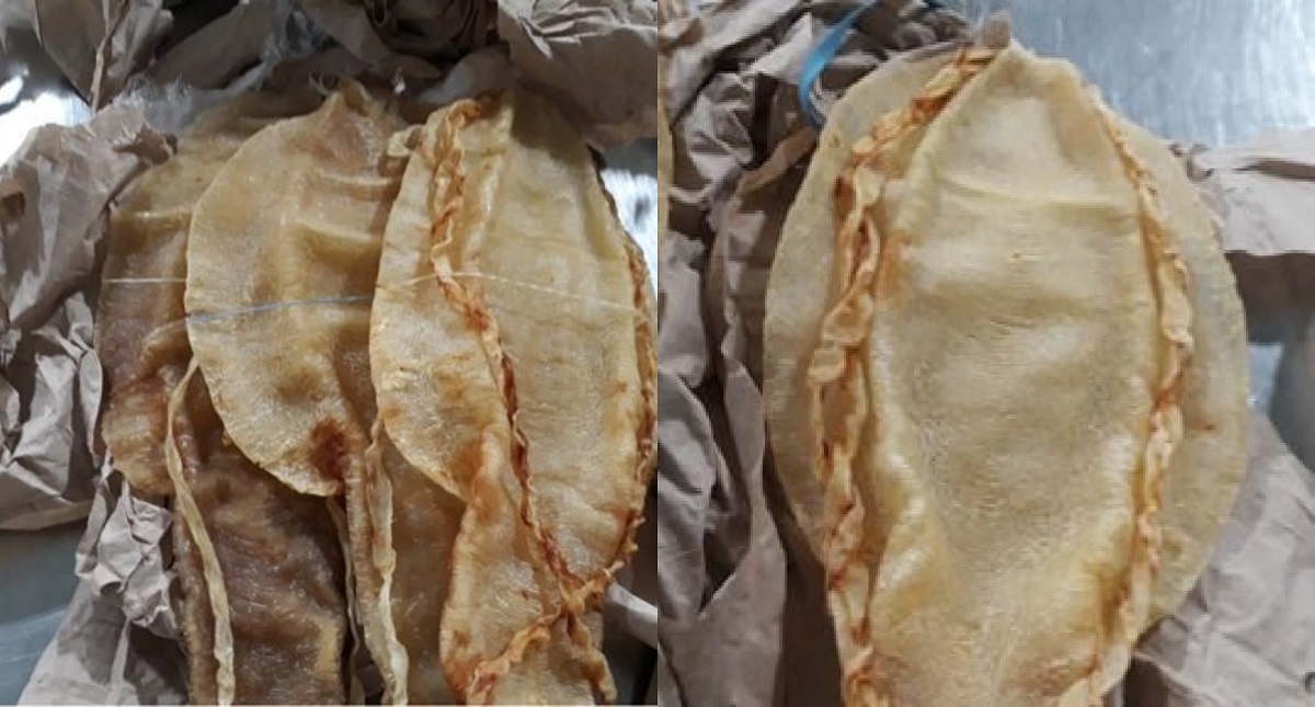 Capturan a sujeto buscado por Interpol México - aseguran-271-buches-de-totoaba-en-aicmjpg