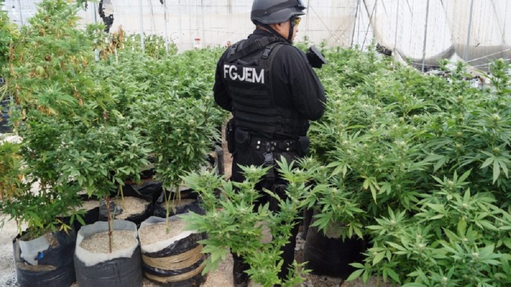 Más de 13 bandas criminales se disputan el Estado de México - aseguran-invernadero-de-mariguana-en-el-edomex
