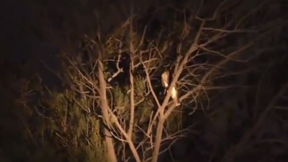 #Video Bomberos fallan al rescatar halcón en la Doctores