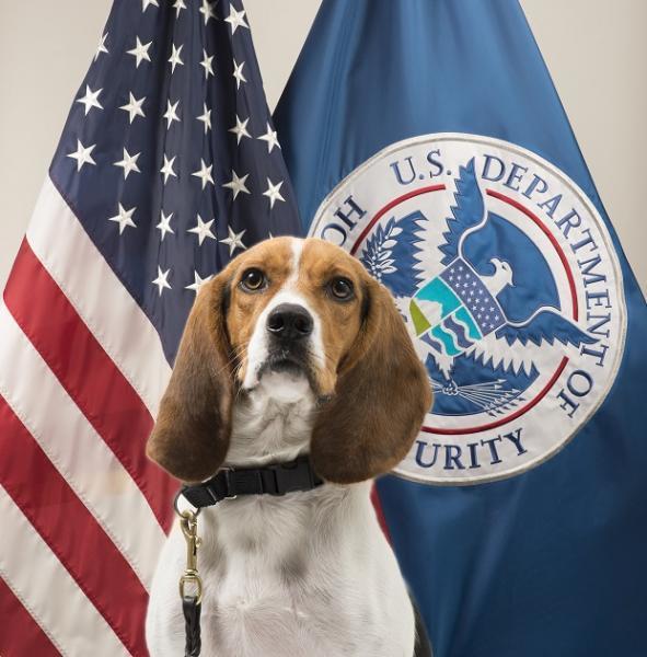 Perro descubre una cabeza de cerdo en el aeropuerto de Atlanta - cabeza-cerdo-aeropuerto-estados-unidos-aduana-aduanas-perro-policia-perros-k9-dog-beagle-1