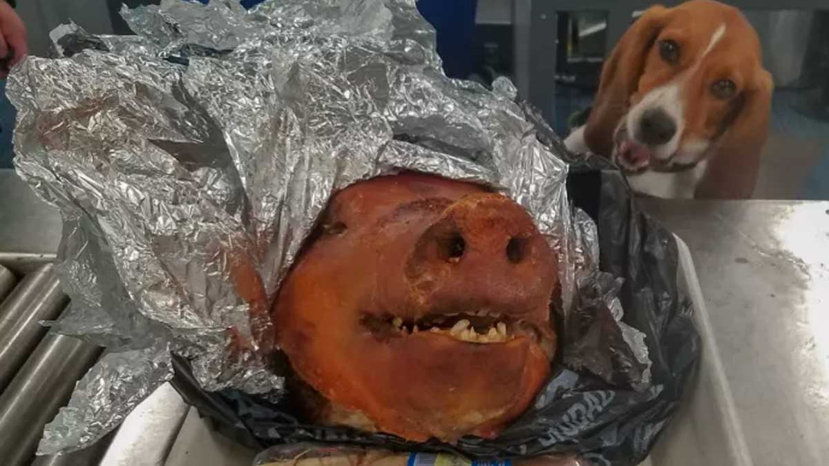 Perro descubre una cabeza de cerdo en el aeropuerto de Atlanta