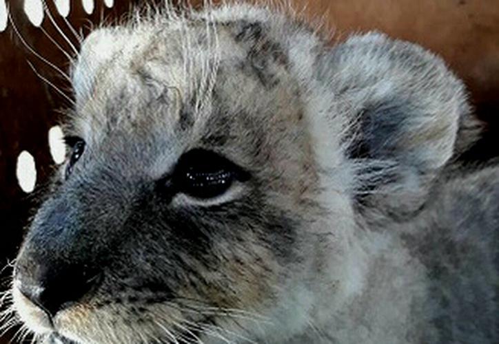 Aseguran a cachorro de león en Aeropuerto de Tijuana - cachorro-de-leon-tijuana