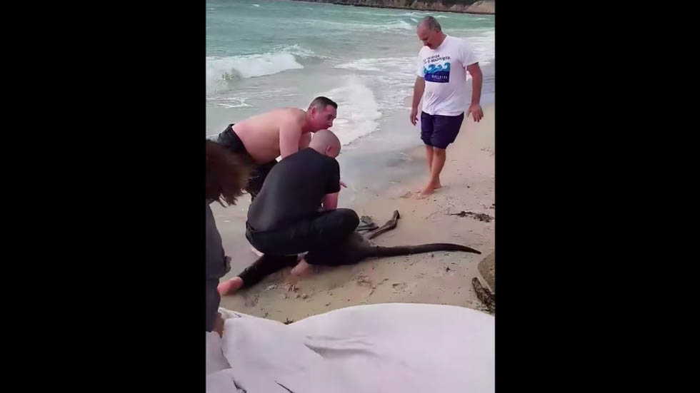 #Video Policías rescatan a canguro que se ahogaba en Australia