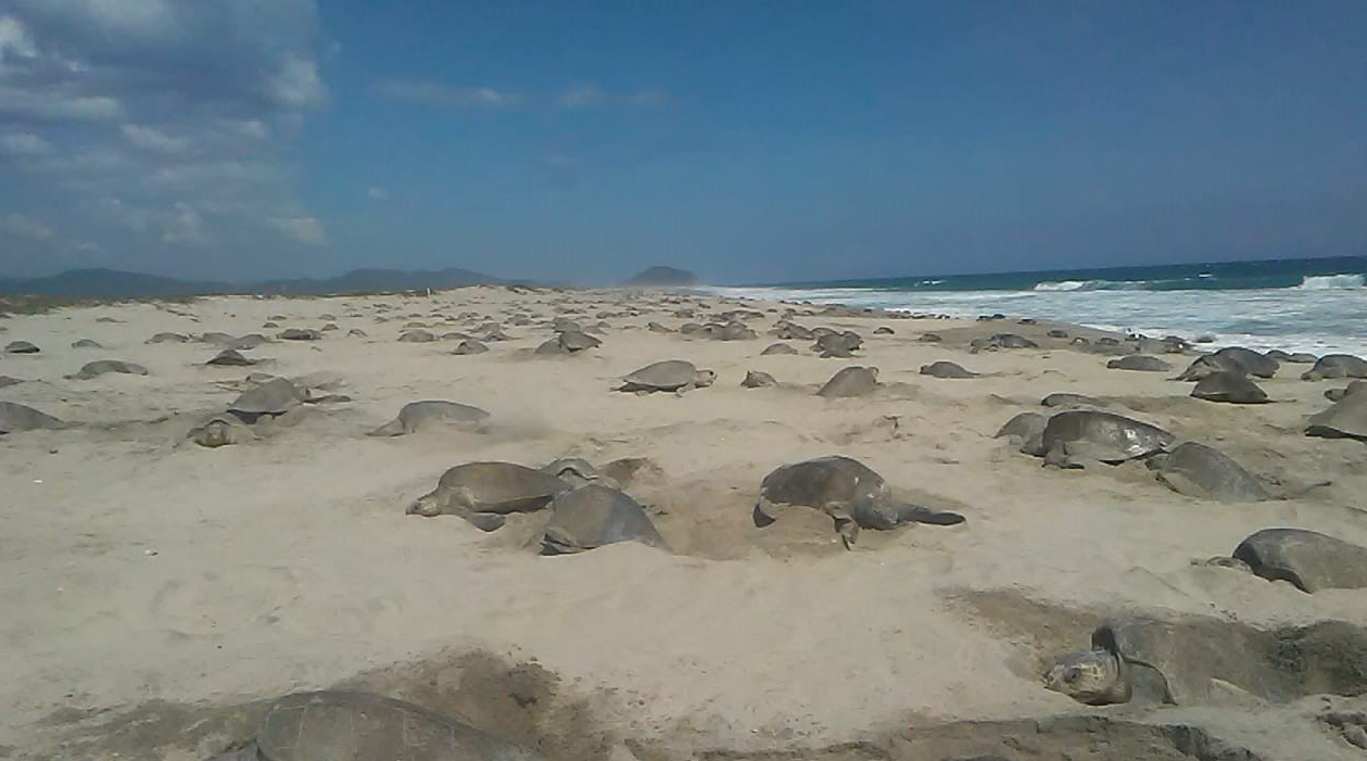 Llegan más de 150 mil tortugas golfinas a Oaxaca
