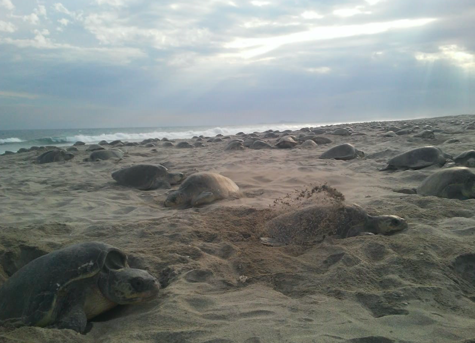 Marina vigila costas de Oaxaca para preservar a la tortuga golfina - captura-de-pantalla-2018-10-08-a-las-122902