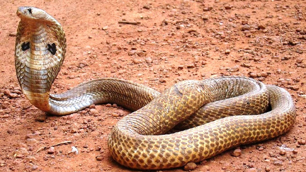 Profepa asegura cobra adquirida ilegalmente por morder a dueño - cobra-monoculo