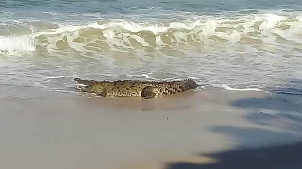 #Video Atrapan a cocodrilo en playa de Puerto Vallarta - cocodrilo-puerto-vallarta-2