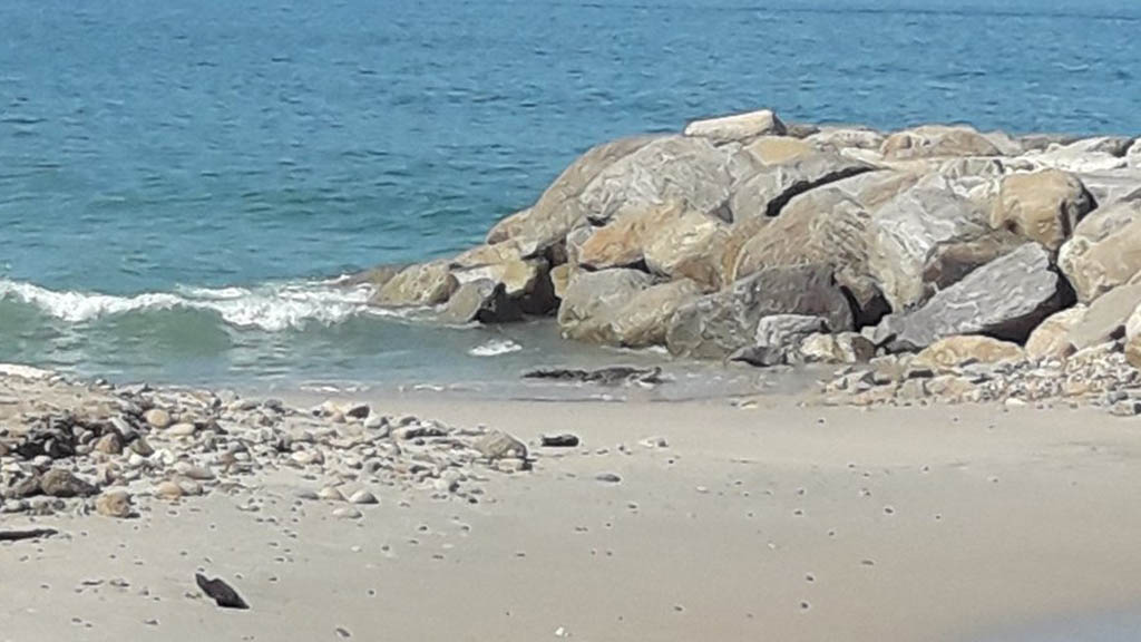 #Video Atrapan a cocodrilo en playa de Puerto Vallarta