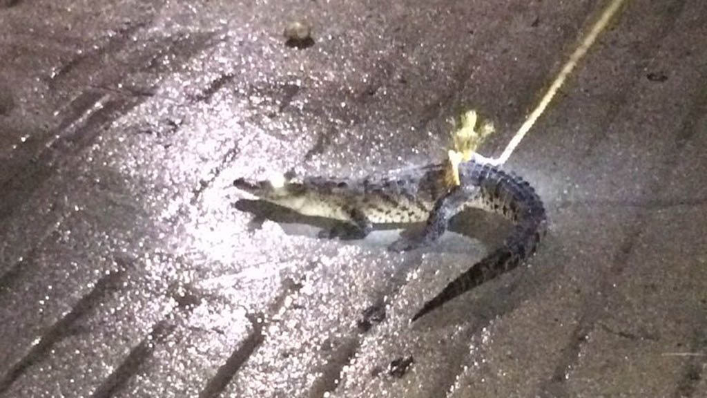 Capturan cocodrilo frente a kinder en Tututepec, Oaxaca