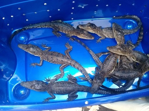 Aseguran un tigre de bengala y ocho cocodrilos de pantano en Tijuana - cocodrilos-tijuana1