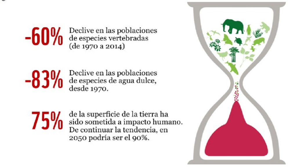 Poblaciones animales han disminuido más de 50 por ciento por los humanos - declive-de-especies