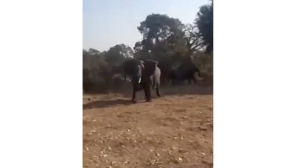 #Video Elefante adulto ataca a turistas en Sudáfrica