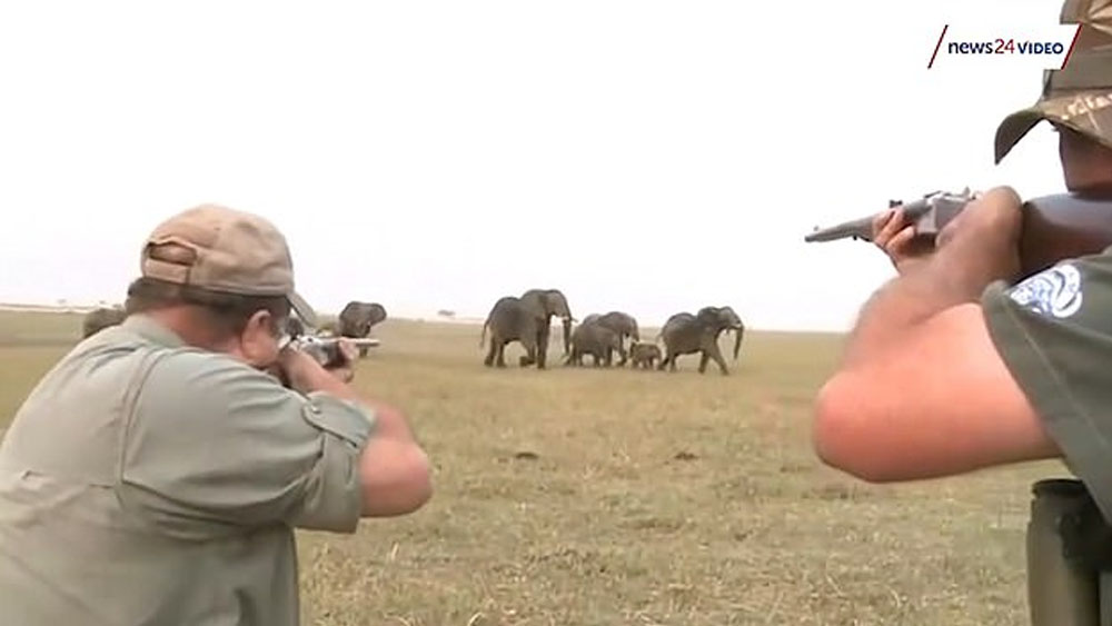 #Video Manada persigue a cazadores tras dispararle a elefante